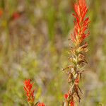 Castilleja linariifolia Habit