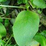 Symphytum tuberosum Hoja
