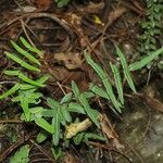 Hemionitis atropurpurea Plante entière