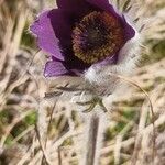 Pulsatilla pratensis花