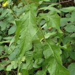 Crepis pyrenaica Hoja