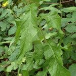 Crepis pyrenaica Leaf