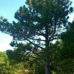 Pinus nigra Elinympäristö