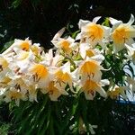 Lilium regale Flower