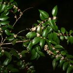 Myrciaria floribunda പുഷ്പം