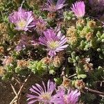 Drosanthemum floribundum Flor