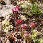 Sempervivum montanum Blomst