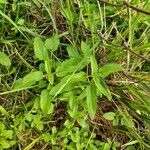 Stachys floridana Blad