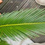 Cycas revolutaHoja