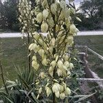 Yucca filamentosaফুল