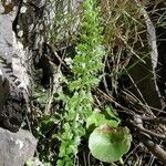 Asplenium foreziense Costuma