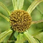 Bidens radiata Flor