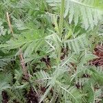 Achillea filipendulina ᱥᱟᱠᱟᱢ