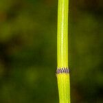 Equisetum ramosissimum Žievė