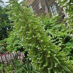 Echium italicum Habitus