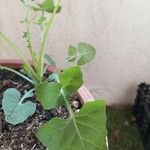 Lactuca muralis Leaf