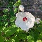 Hibiscus moscheutosFlower