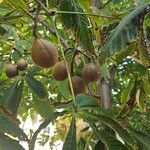 Aesculus pavia Fruit