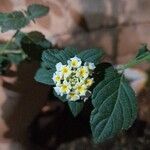 Lantana achyranthifolia Blomst