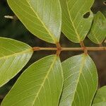 Lonchocarpus costaricensis