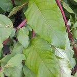 Phytolacca americana Leaf