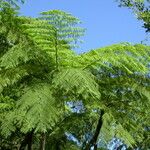 Cyathea arborea Hoja