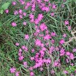 Dianthus deltoides Liść