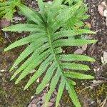 Polypodium cambricum পাতা