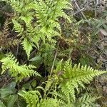 Asplenium adiantum-nigrum Blad