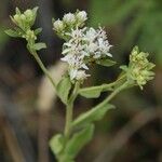 Sericocarpus oregonensis Blüte