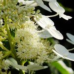 Hydrangea paniculata 花