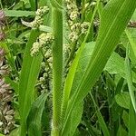 Panicum miliaceum Rinde