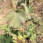 Adina cordifolia Leaf