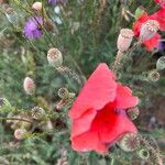 Papaver rhoeasBlüte