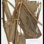Geonoma macrostachys Лист