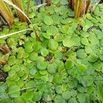 Hydrocharis laevigata Blatt