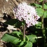 Valeriana tripteris Blüte