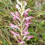 Anacamptis coriophora Květ