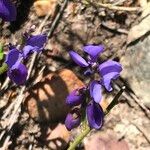 Polygala microphylla Fiore