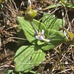 Craterostigma plantagineum Leaf