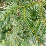 Taxus baccataLeaf