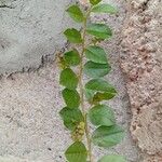 Indigofera nummulariifolia Leaf
