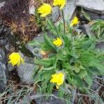 Hieracium alpinum Bloem