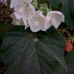 Dombeya burgessiae Λουλούδι