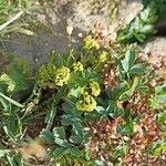 Alchemilla fissa Flower