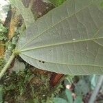 Duboscia macrocarpa Hoja
