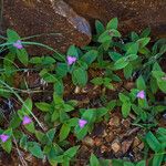 Tradescantia brevifolia Hàbitat