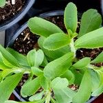 Stevia rebaudiana Blatt