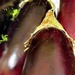 Solanum melongena Beste bat
