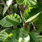 Dendrocnide meyeniana Leaf